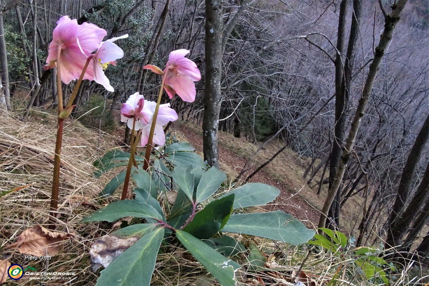 16 Festa di ellebori in fiore sul sentiero.JPG